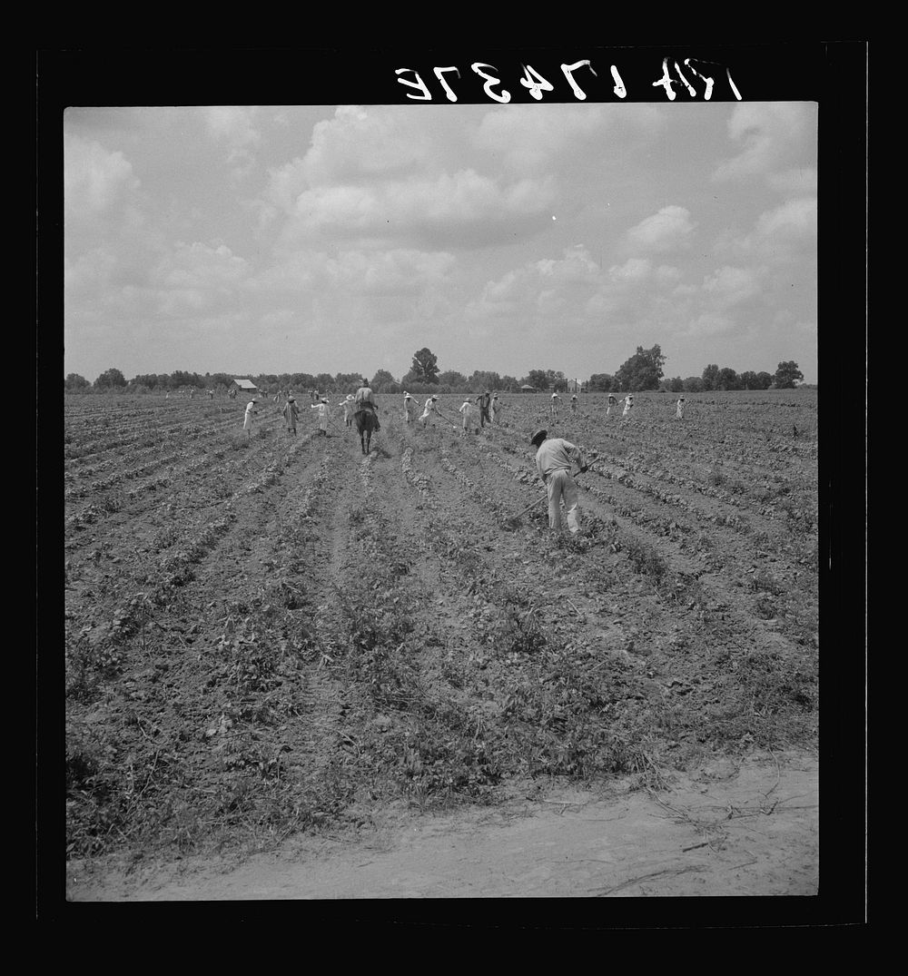 A crew of 200 hoers were brought to the Aldridge Plantation to hoe cotton for one dollar a day. Many of these are ex-tenant…