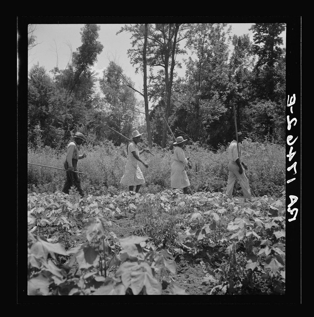 These cotton hoers work from 6 a.m. to 7 p.m. for one dollar near Clarksdale, Mississippi. Sourced from the Library of…