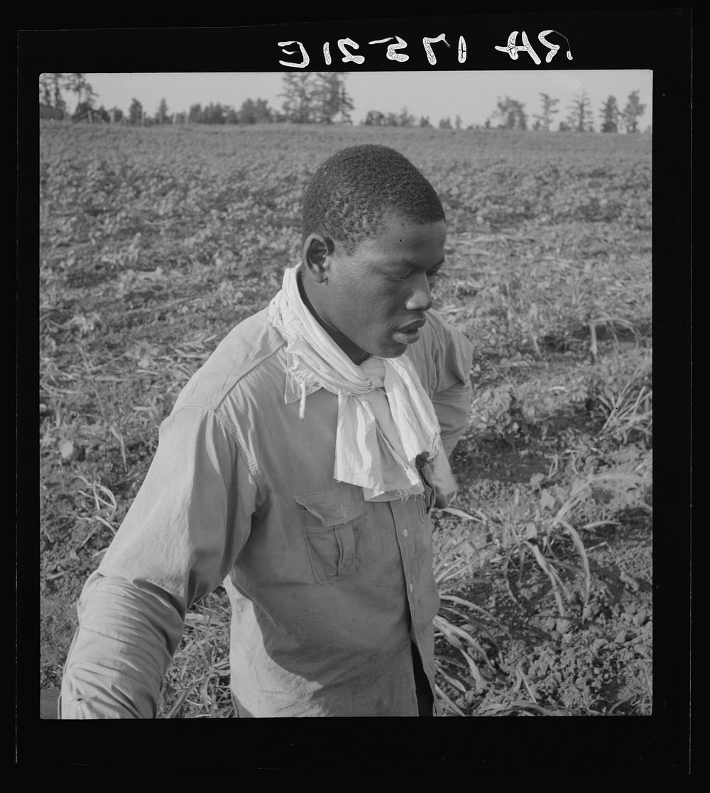 Cotton hoer. Coahoma County, Mississippi. Sourced from the Library of Congress.