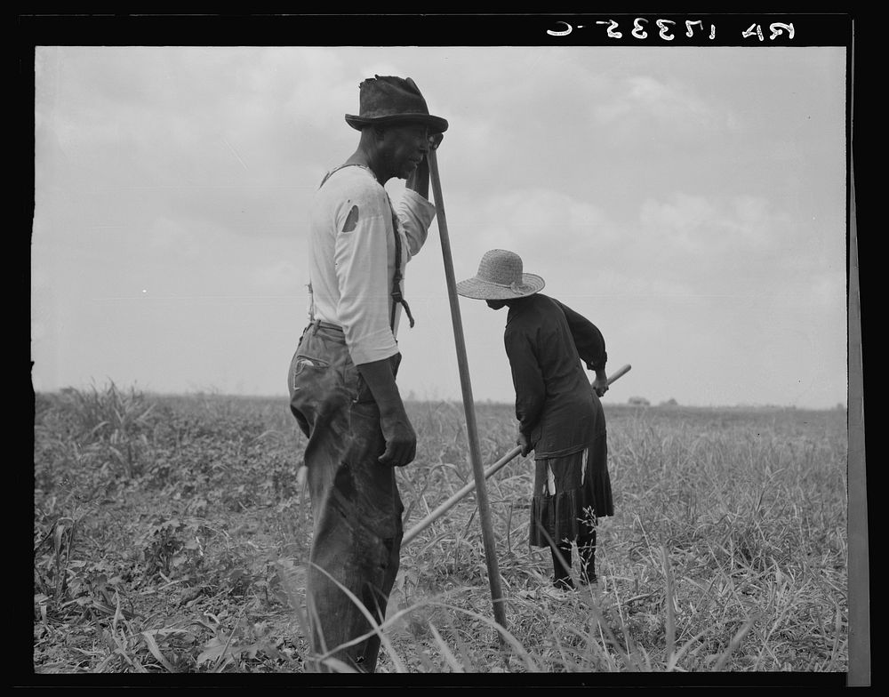 Cotton sharecroppers. Greene County, Georgia. They produce little, sell little, buy little by Dorothea Lange