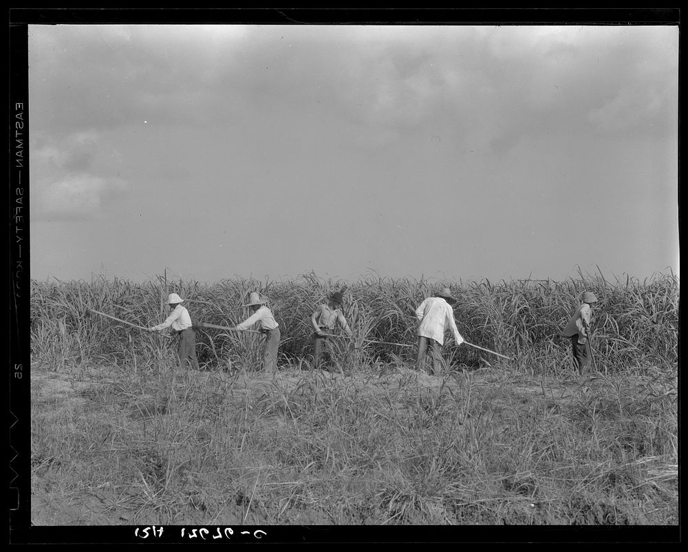 Hoeing sugarcane on plantation in Louisiana by Dorothea Lange