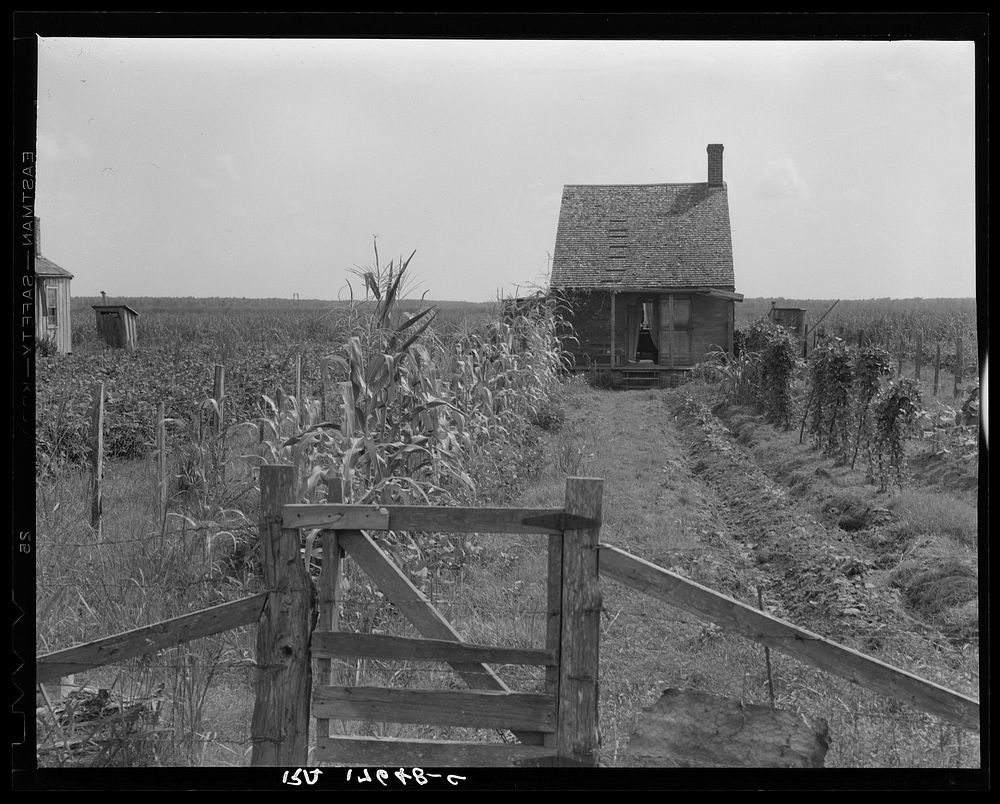 Cabins in the sugarcane country. Bayou La Fourche, Louisiana. Sourced from the Library of Congress.