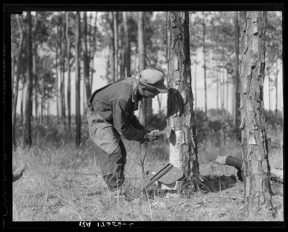 Turpentine worker. Georgia. Sourced from the Library of Congress.