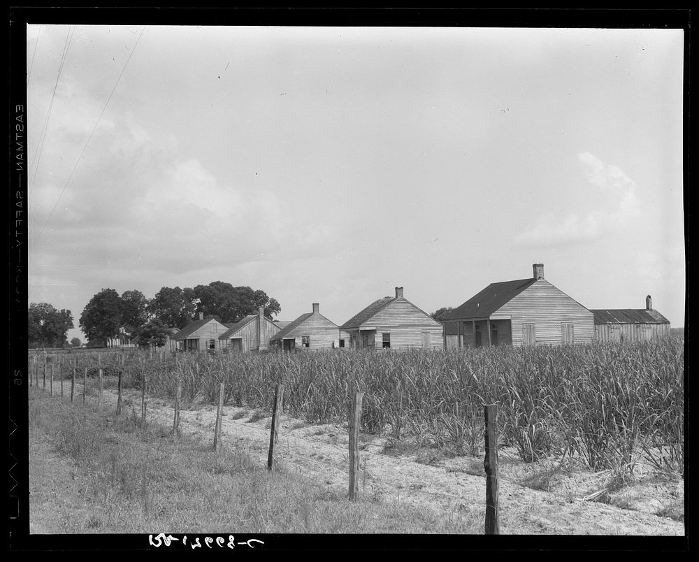 Cabins for sugarcane workers. Bayou La Fourche, Louisiana. Sourced from the Library of Congress.