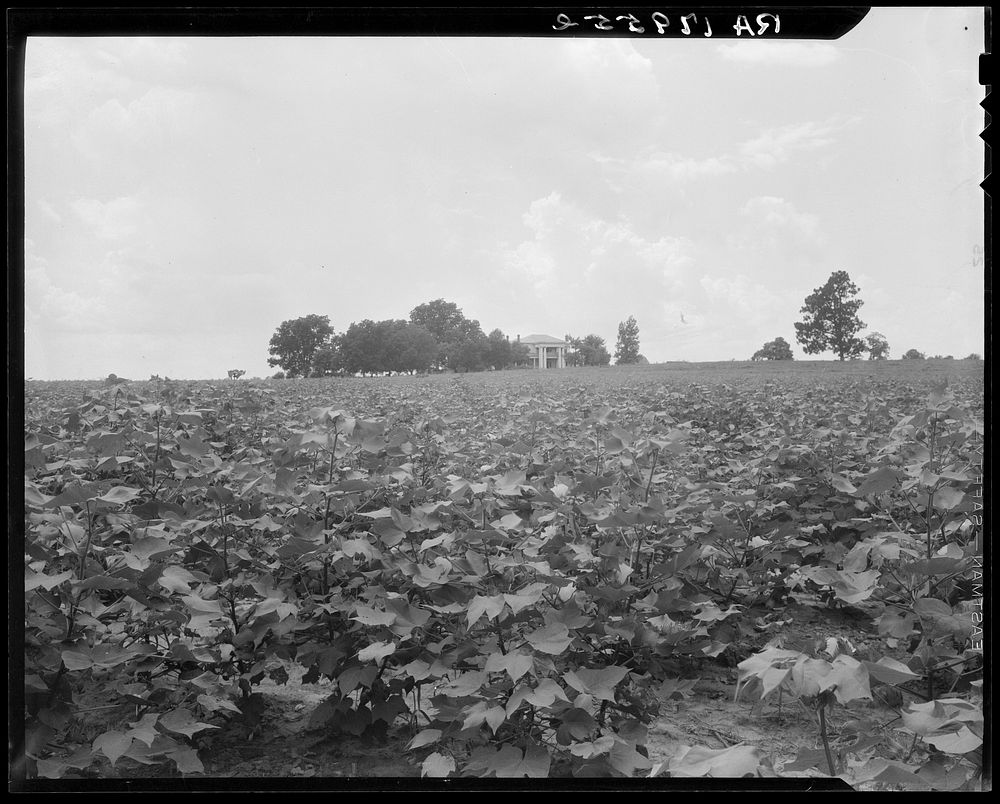Cotton field and plantation house. Macon County, Georgia. Sourced from the Library of Congress.