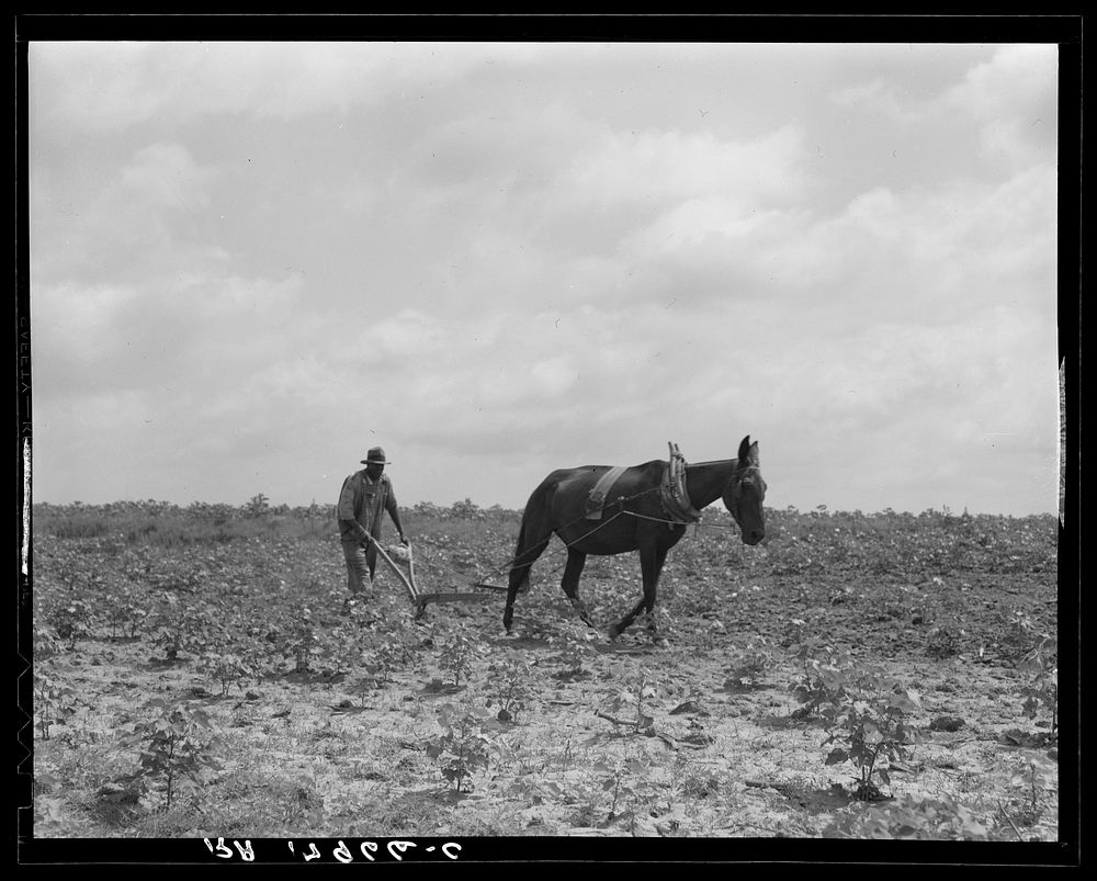 The cotton sharecropper's unit is one mule and the land he can cultivate with a one-horse plow. Greene County, Georgia by…
