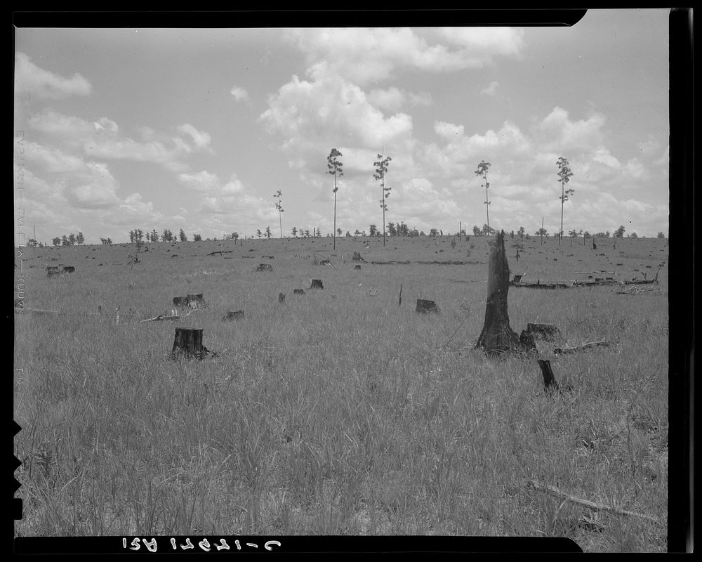 Land cut over by lumber company and not replanted. Greene County, Georgia.. Sourced from the Library of Congress.