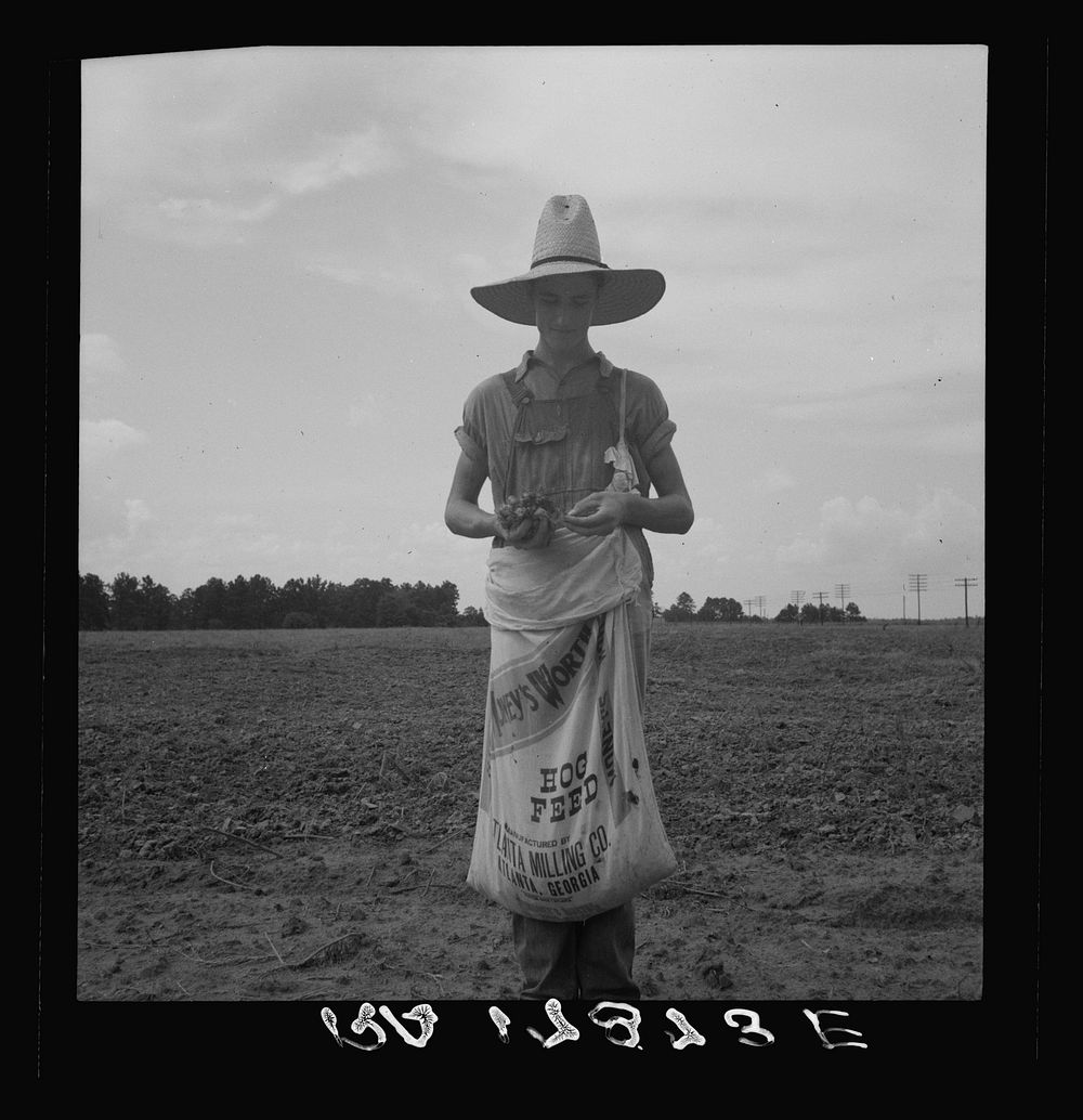 Farm boy with sack full of boll weevils which he has picked off of cotton plants. Macon County, Georgia by Dorothea Lange