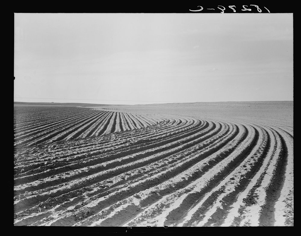 Contour plowing on mechanized farm of the Texas Panhandle by Dorothea Lange