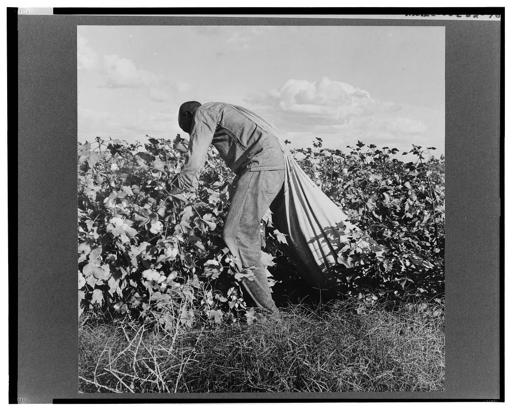 Migratory field worker picking cotton in San Joaquin Valley, California. These pickers are paid seventy-five cents per…