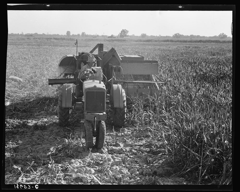 FSA/8b32000/8b32600\8b32688a.tif. Sourced from the Library of Congress.