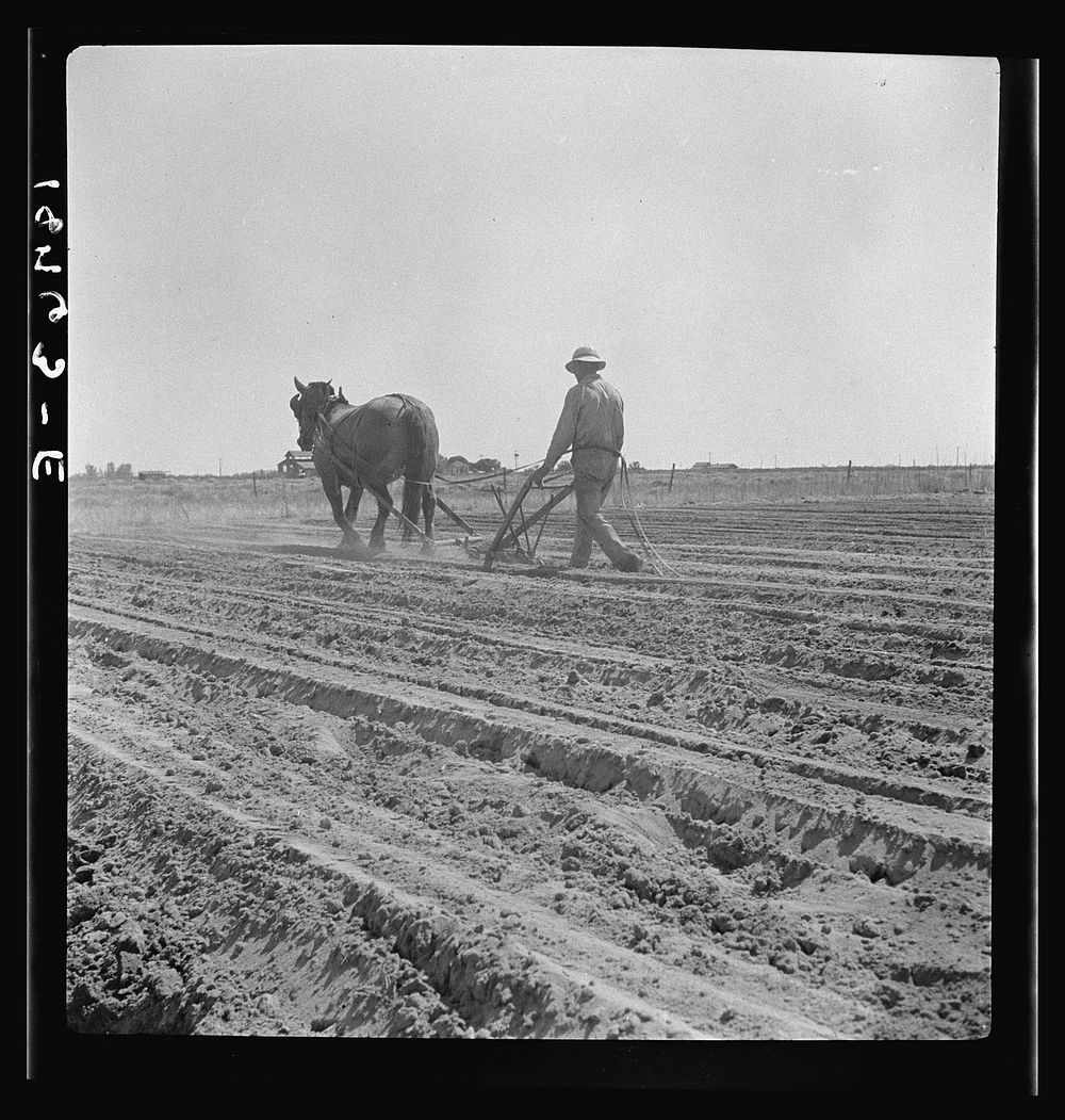 Between Laton and Fowler, central San Joaquin Valley, California. One man-one horse methods are rare in California by…