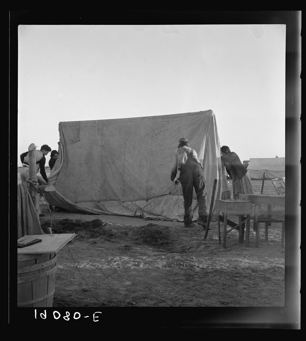 Farm Security Administration (FSA) migratory labor camp (emergency). Migrant family, new arrivals, erect their tent on…