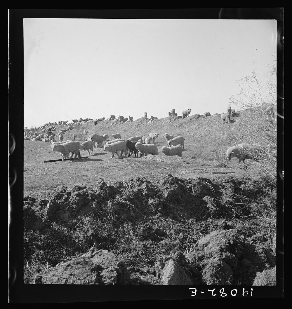 Imperial Valley, California. Sheep grazing by irrigation canal. Sourced from the Library of Congress.