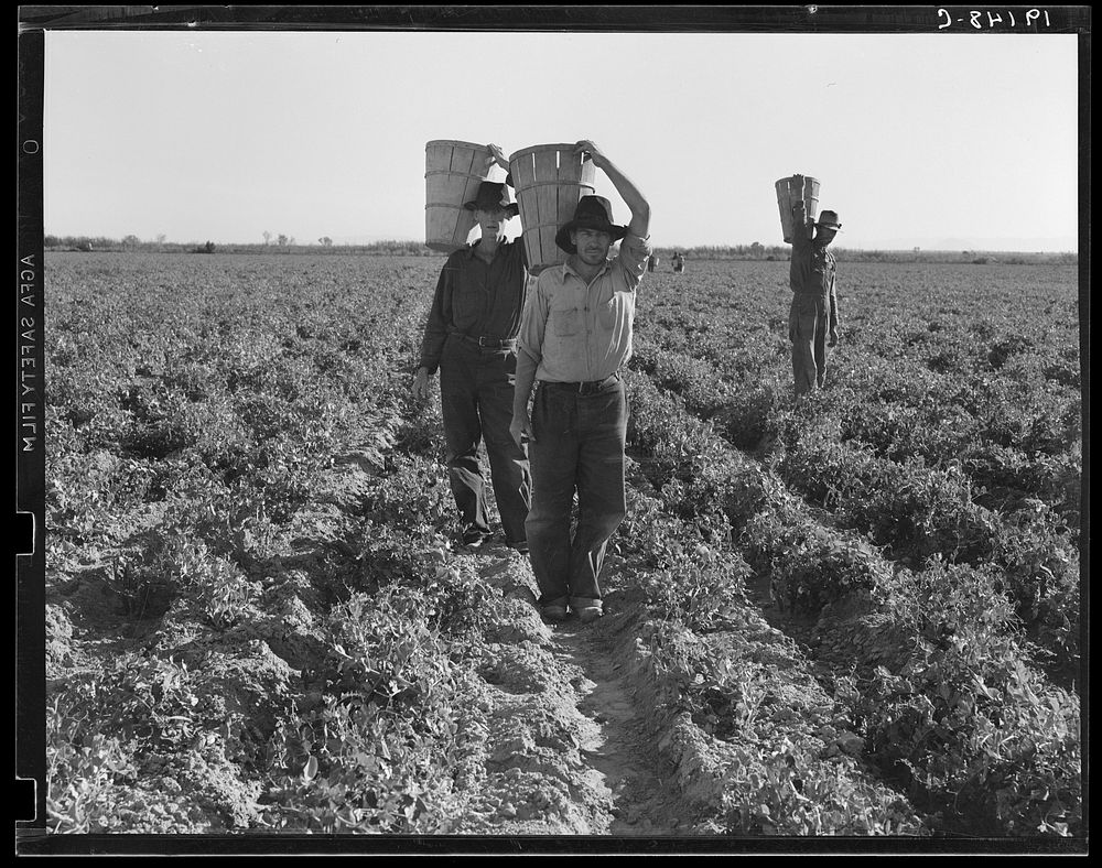 End of the day. Near Calipatria, California. Pea pickers. Sourced from the Library of Congress.