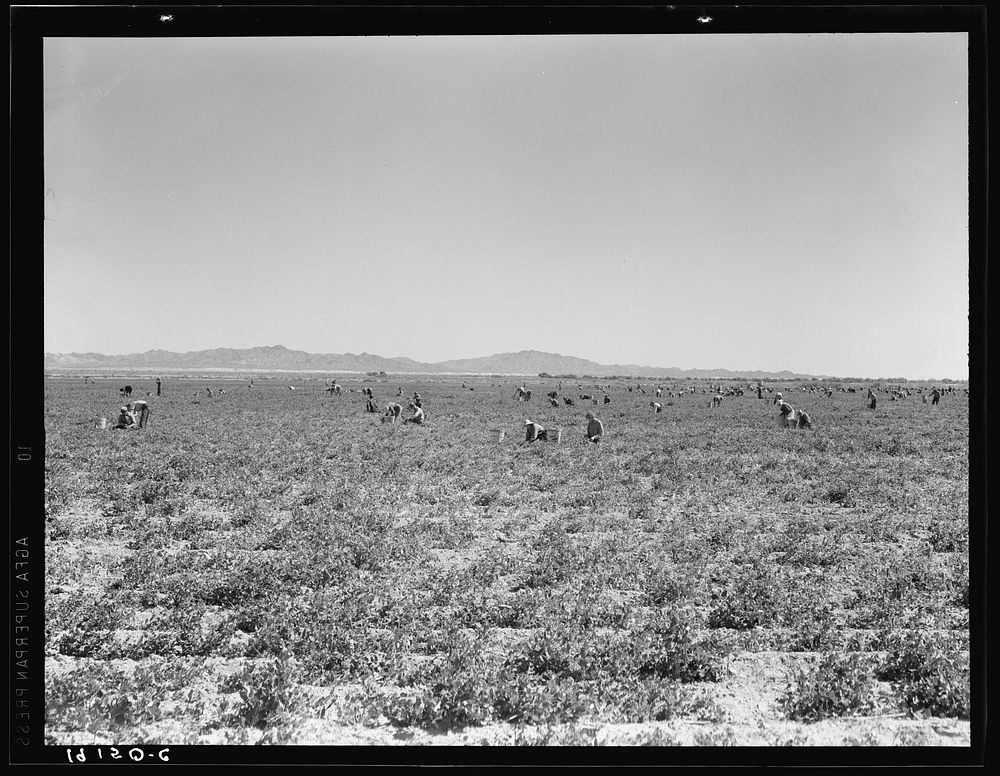 500 pea pickers in field of large-scale Sinclair ranch, newly planted to peas. Near Calipatria, California. Sourced from the…
