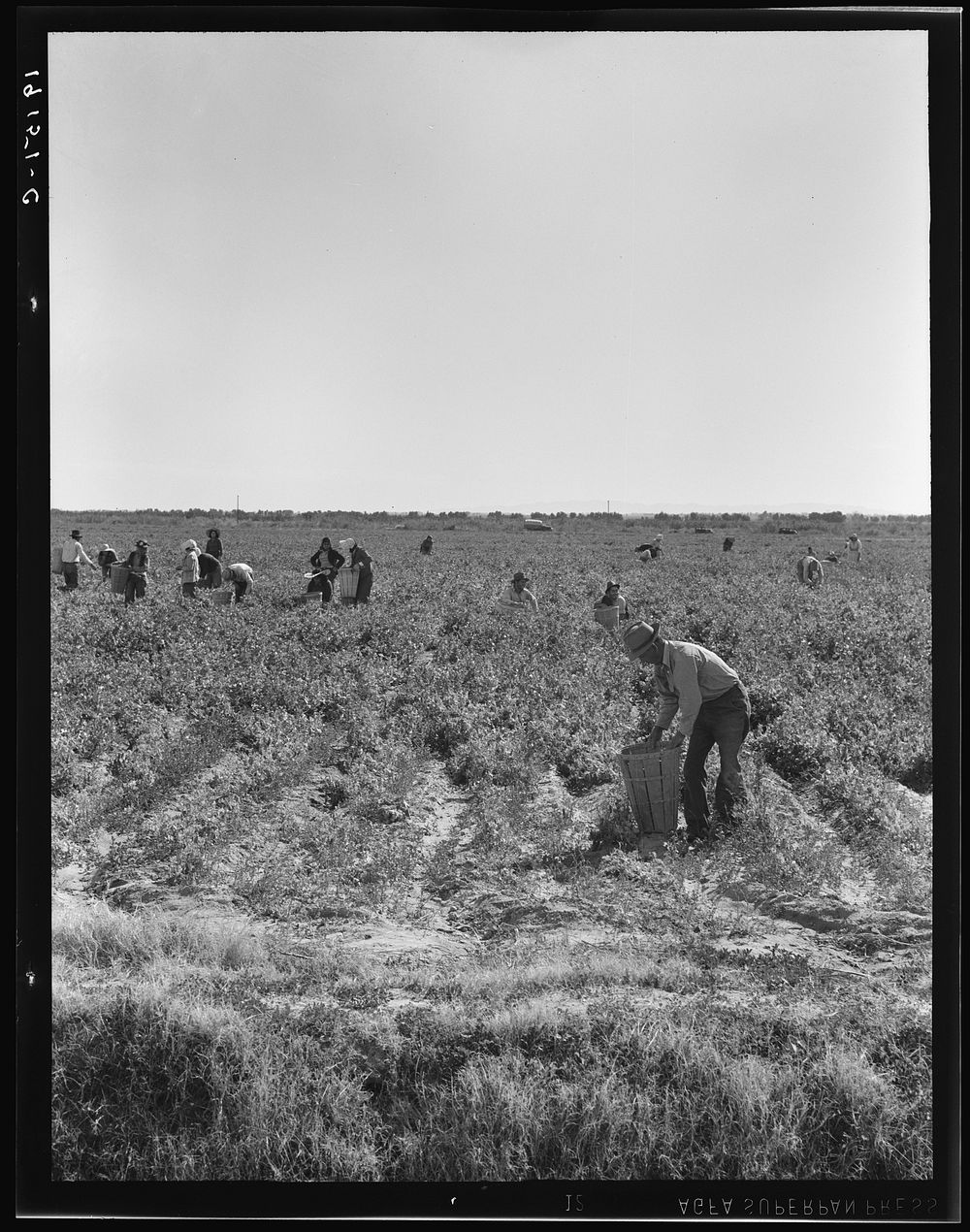 [Untitled photo, possibly related to: Pea pickers near Calipatria, California]. Sourced from the Library of Congress.