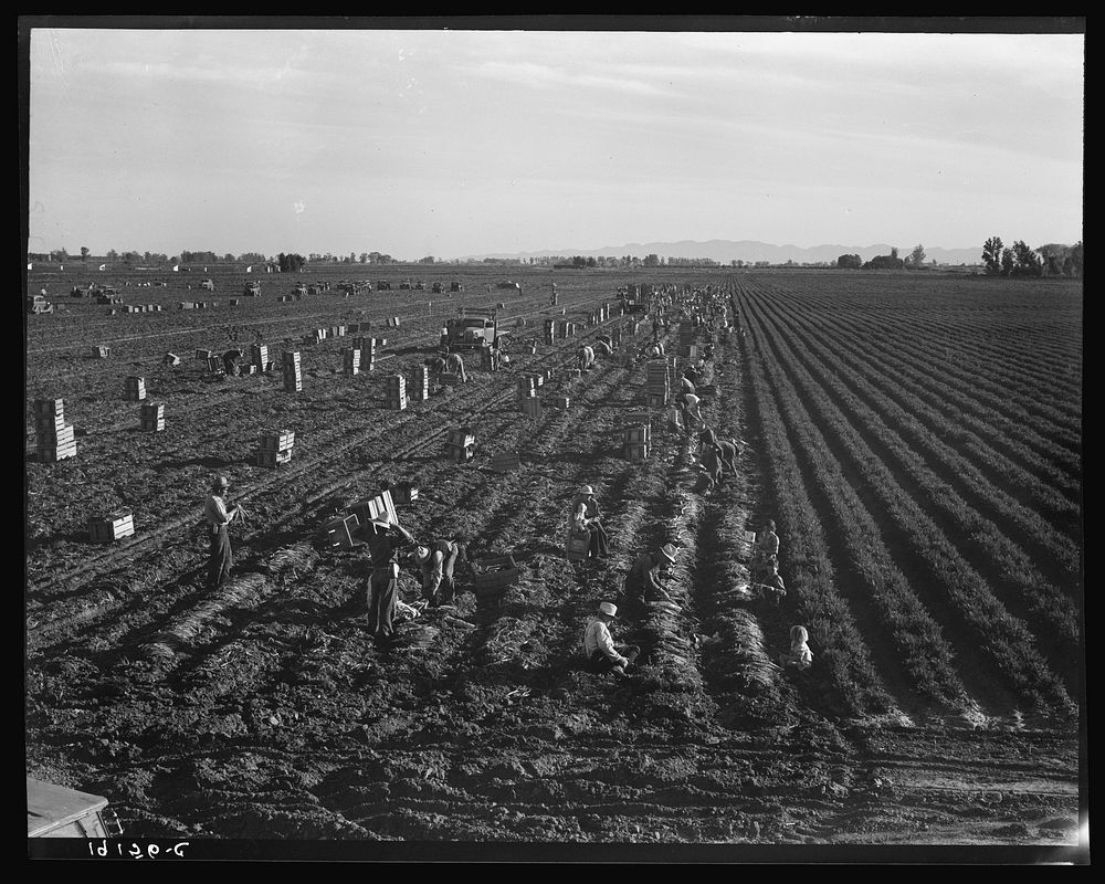 Near Meloland, Imperial Valley. Large scale agriculture. Gang labor, Mexican and white, from the Southwest. Pull, clean, tie…