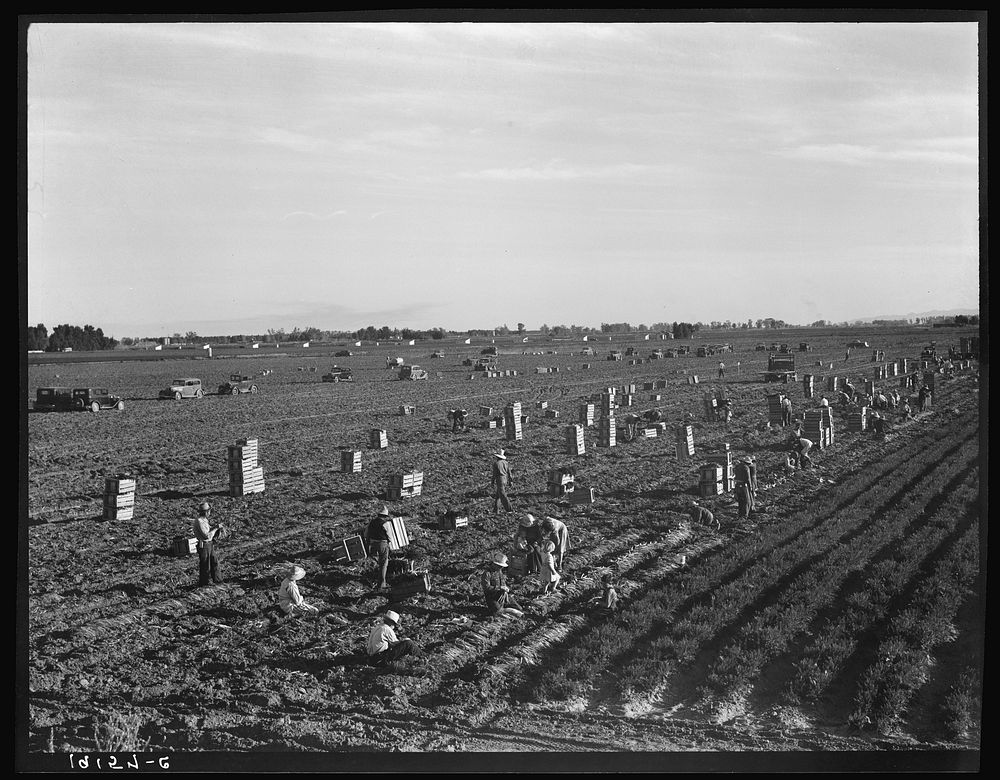 Near Meloland, Imperial Valley. Large scale agriculture. Gang labor, Mexican and white, from the Southwest. Pull, clean, tie…