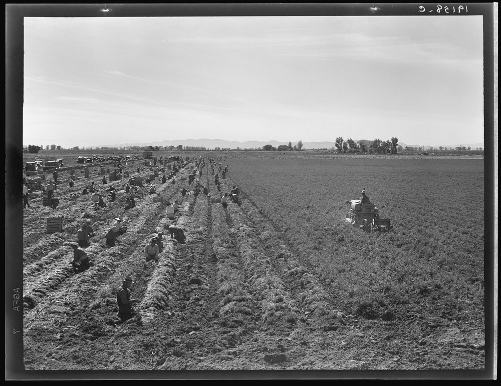 [Untitled photo, possibly related to: Near Meloland, Imperial Valley. Large scale agriculture. Gang labor, Mexican and…