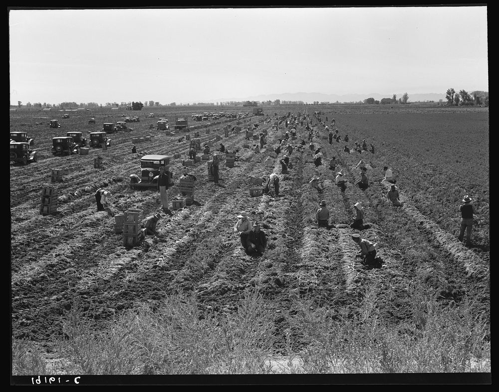 Near Meloland, Imperial Valley. Large scale agriculture. Gang labor, Mexican and white, from the Southwest. Pull, clean, tie…