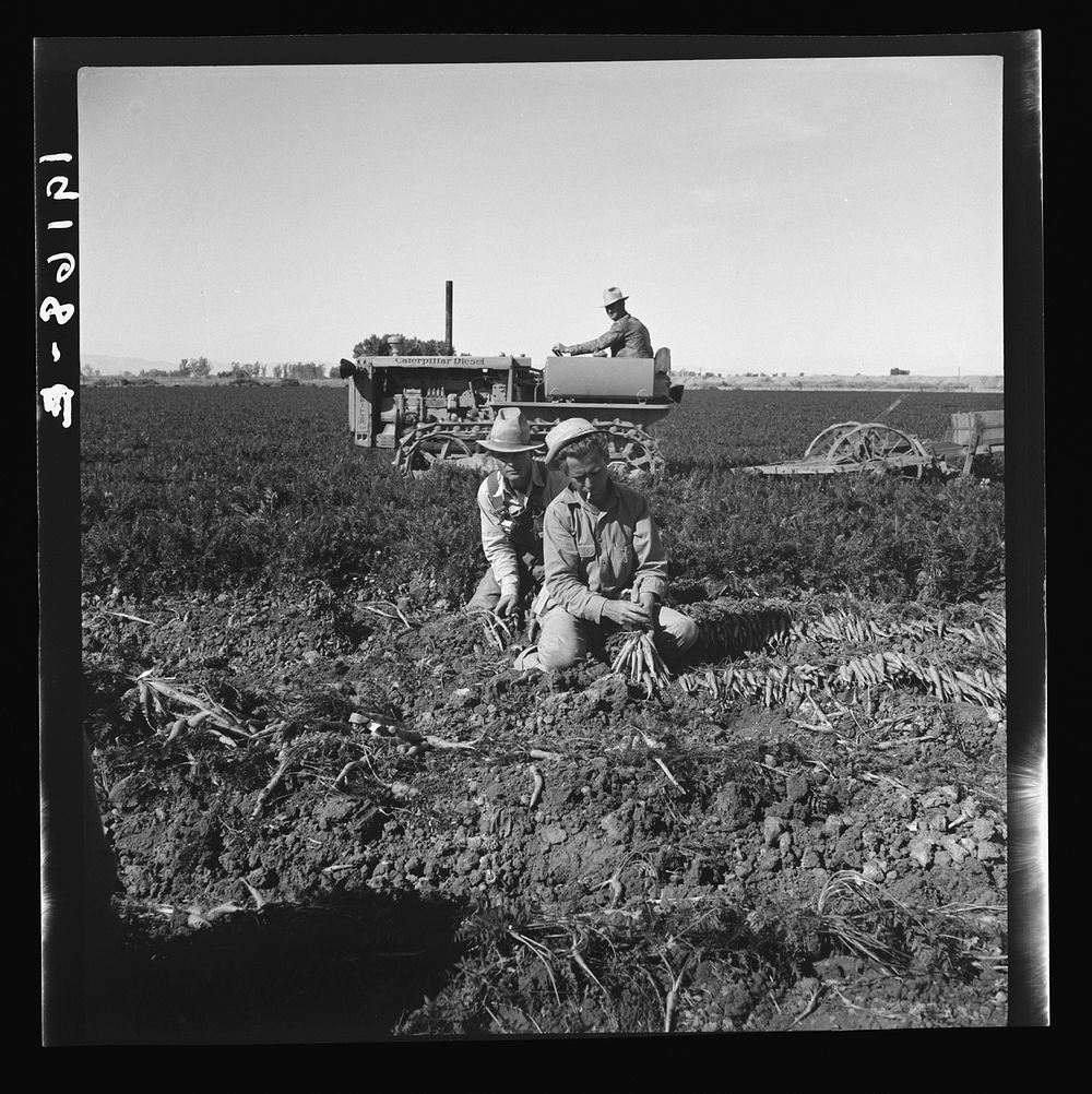 Near Meloland, Imperial Valley. Large scale agriculture. Gang labor, Mexican and white, from the Southwest. Pull, clean, tie…