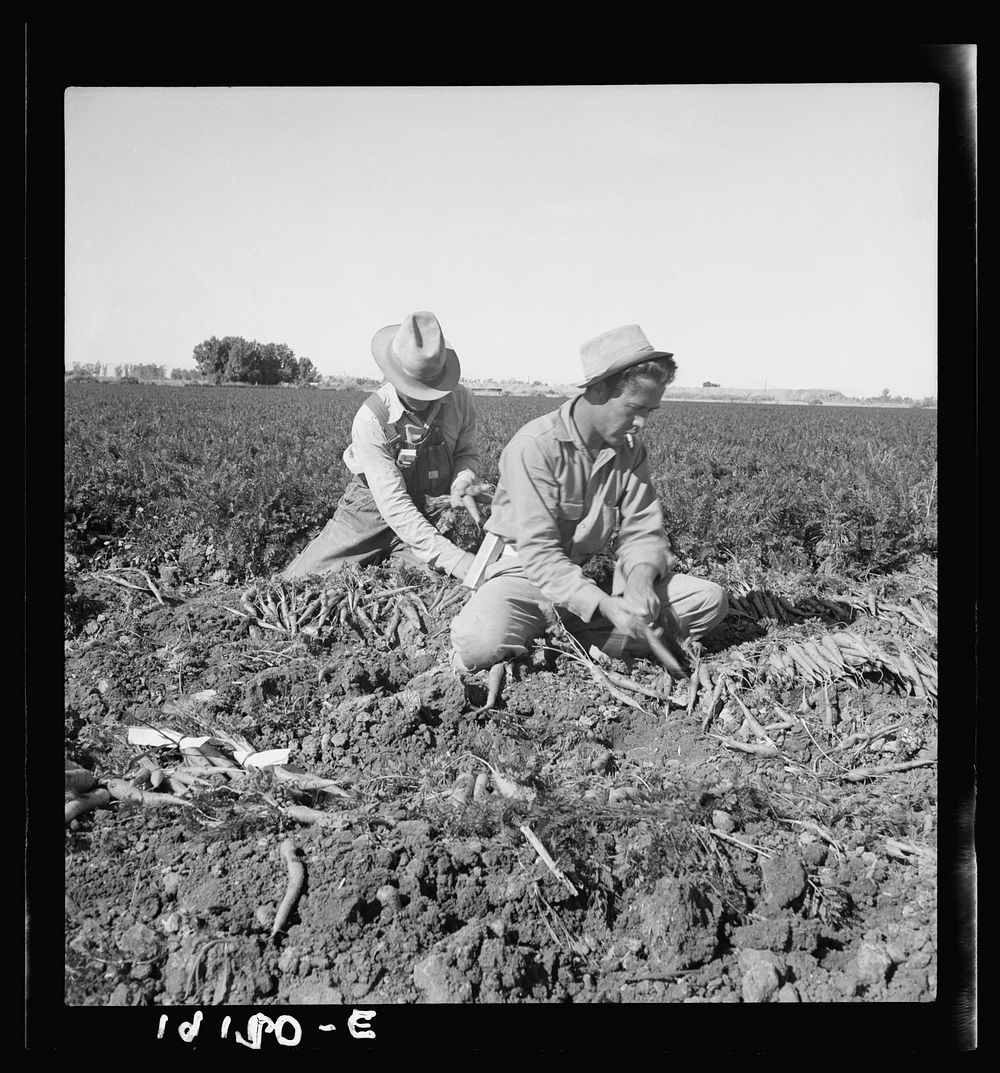 [Untitled photo, possibly related to: Near Meloland, Imperial Valley. Large scale agriculture. Gang labor, Mexican and…