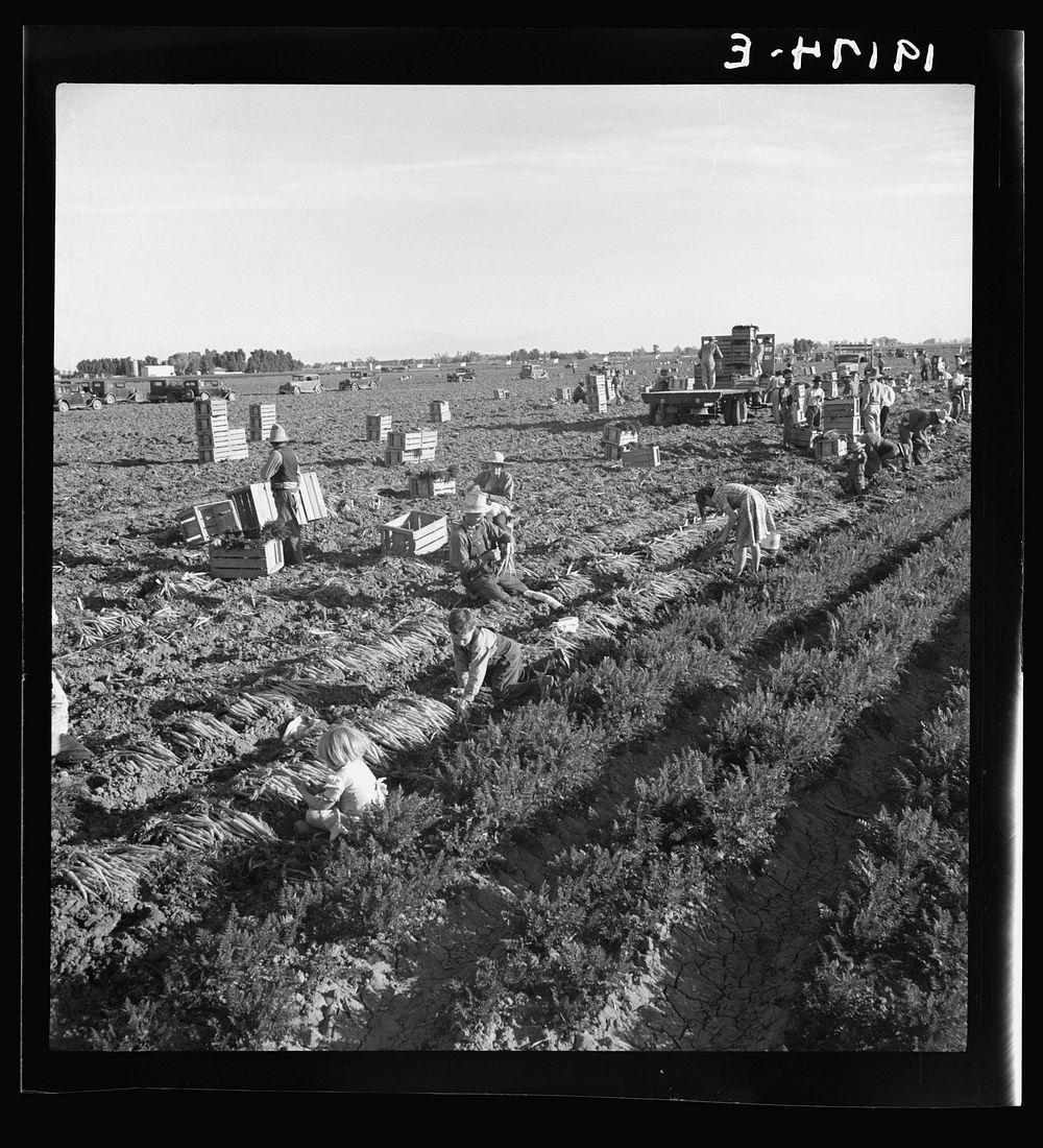 [Untitled photo, possibly related to: Near Meloland, Imperial Valley. Large scale agriculture. Gang labor, Mexican and…