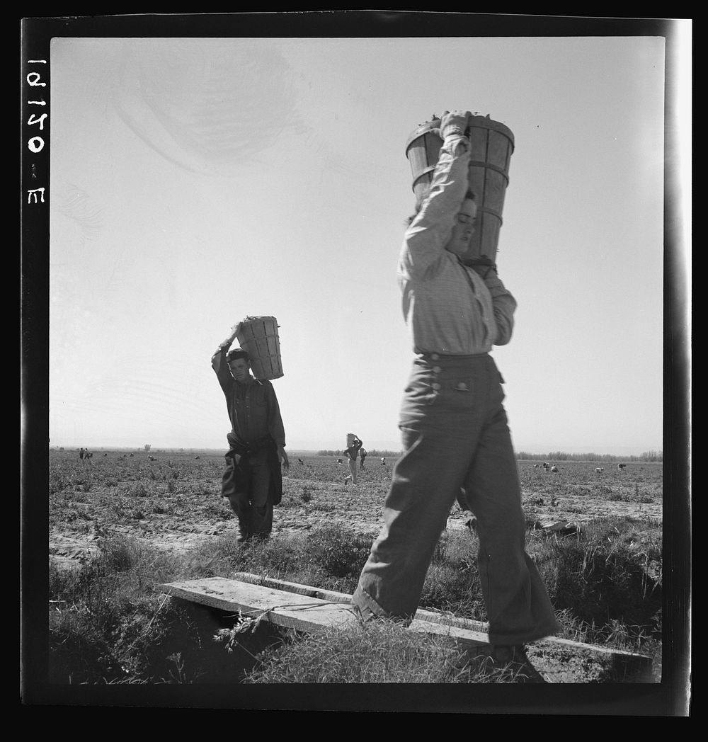 [Untitled photo, possibly related to: Pickers coming into the weigh master. Pea field near Calipatria, California]. Sourced…