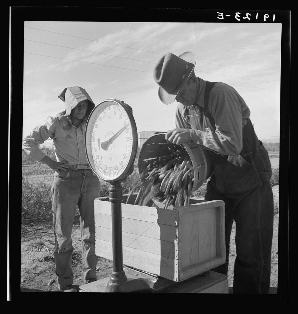 [Untitled photo, possibly related to: Open air food factory. Weighing in peas. California]. Sourced from the Library of…