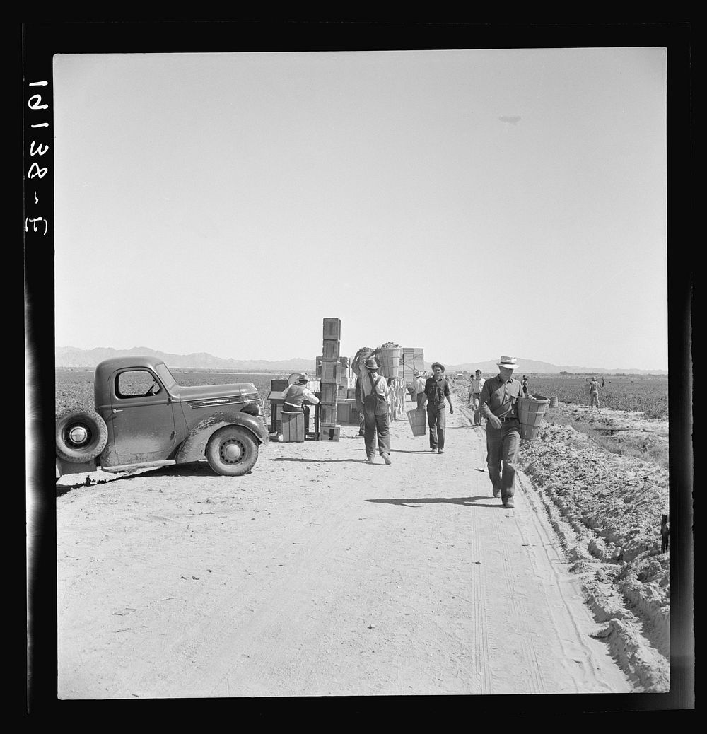 [Untitled photo, possibly related to: Near Calipatria. Five hundred pea pickers in field of large-scale Sinclair Ranch newly…