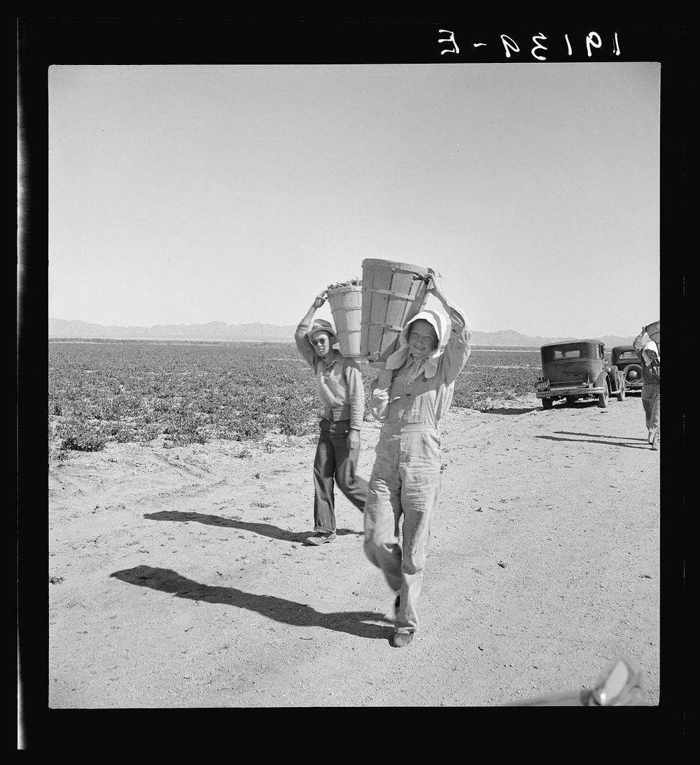 Pea pickers coming in to the weigh master. Near Calipatria, California. Sinclair Ranch. Sourced from the Library of Congress.
