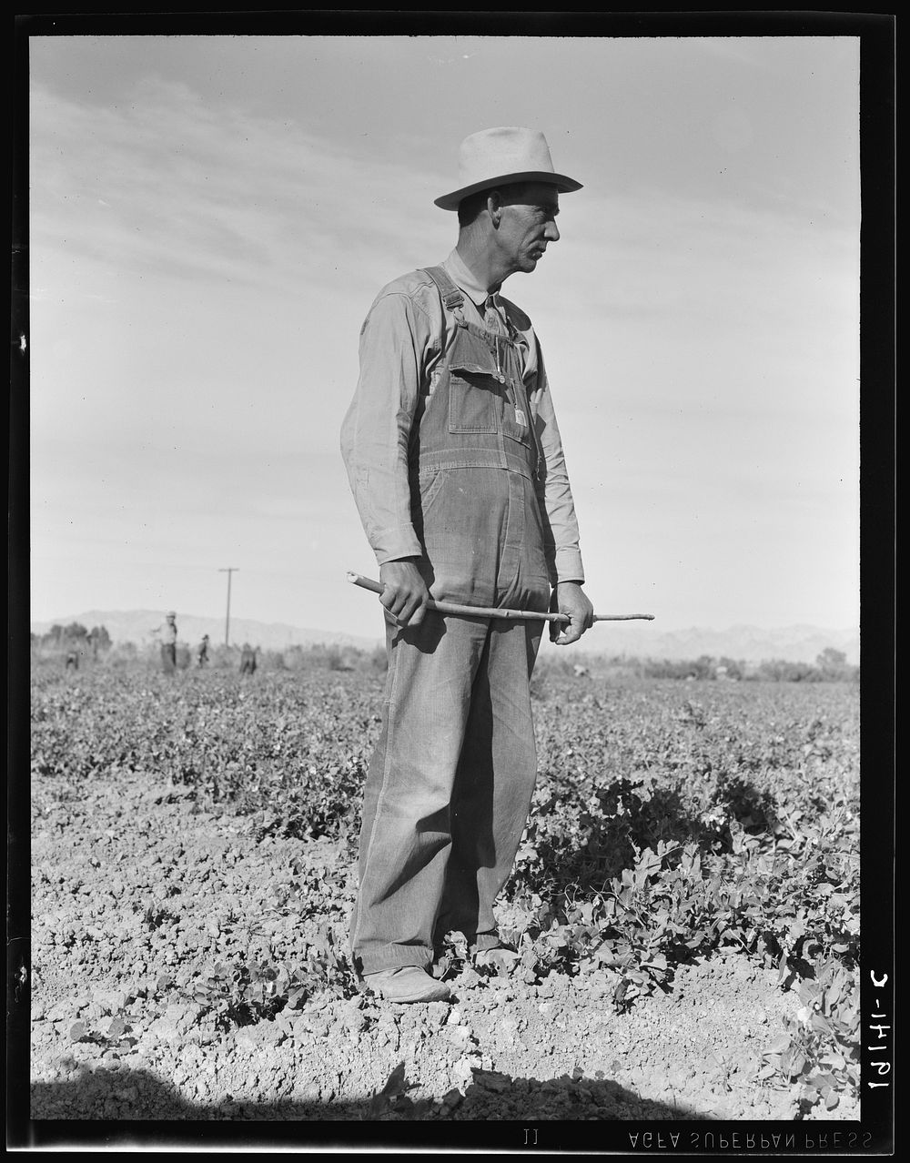Row boss. Formerly a pea picker. Near Calipatria, California. Sourced from the Library of Congress.