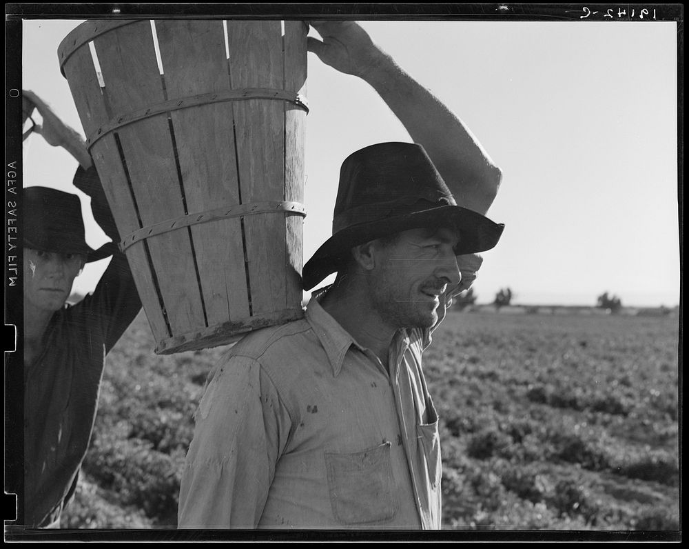 Pickers coming into the weigh master. Pea field near Calipatria, California by Dorothea Lange