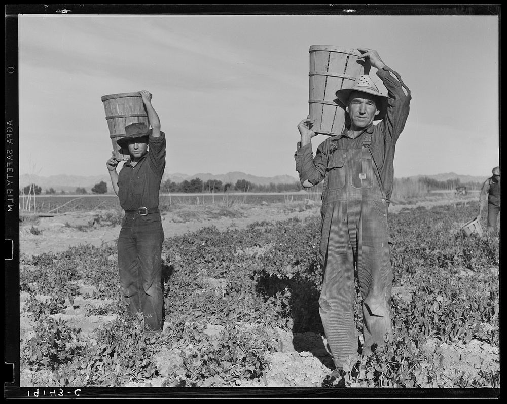 Pea pickers coming into the weigh master. Near Calipatria, California by Dorothea Lange