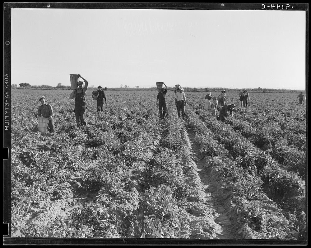 [Untitled photo, possibly related to: End of the day. Near Calipatria, California. Pea pickers]. Sourced from the Library of…