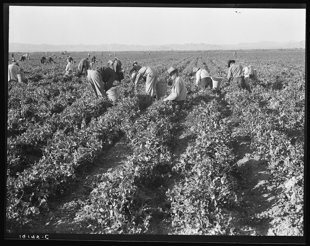 500 pea pickers in field of large-scale Sinclair Ranch. Newly planted to peas. Near Calipatria, California. Sourced from the…