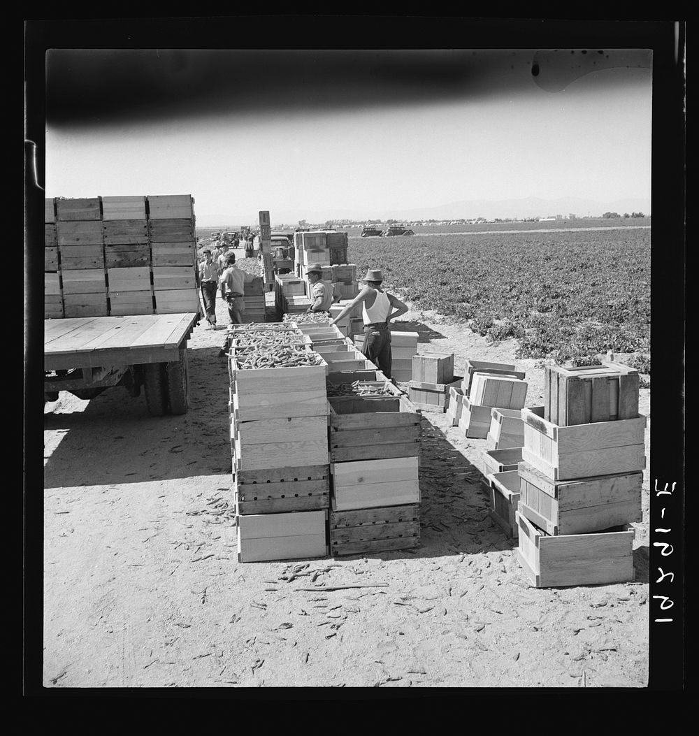 Pea harvest. Large-scale industrialized agriculture on Sinclair Ranch. Imperial Valley, California. Sourced from the Library…