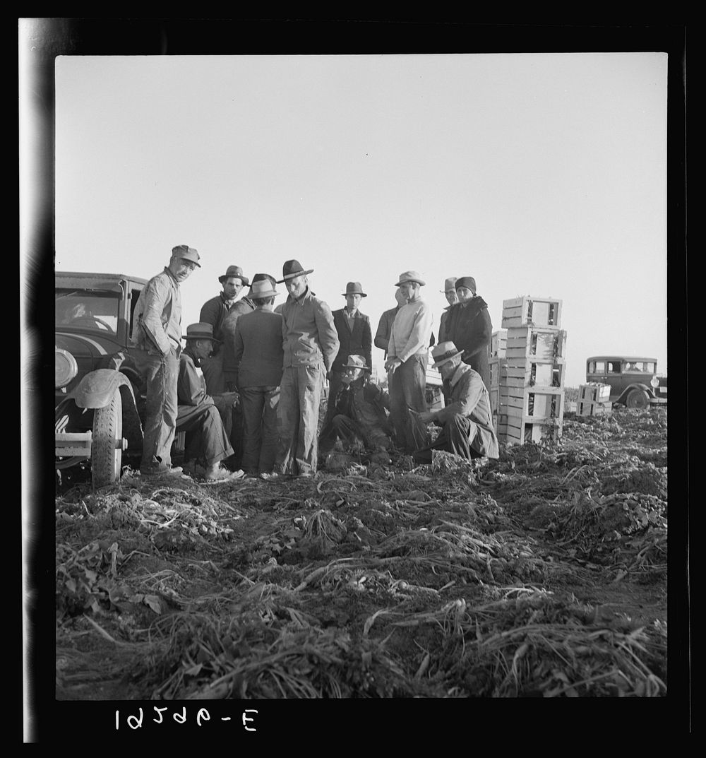 Migratory field workers at 5 a.m. waiting in the carrot field to hold a place to work, which starts at 8 a.m.. Sourced from…
