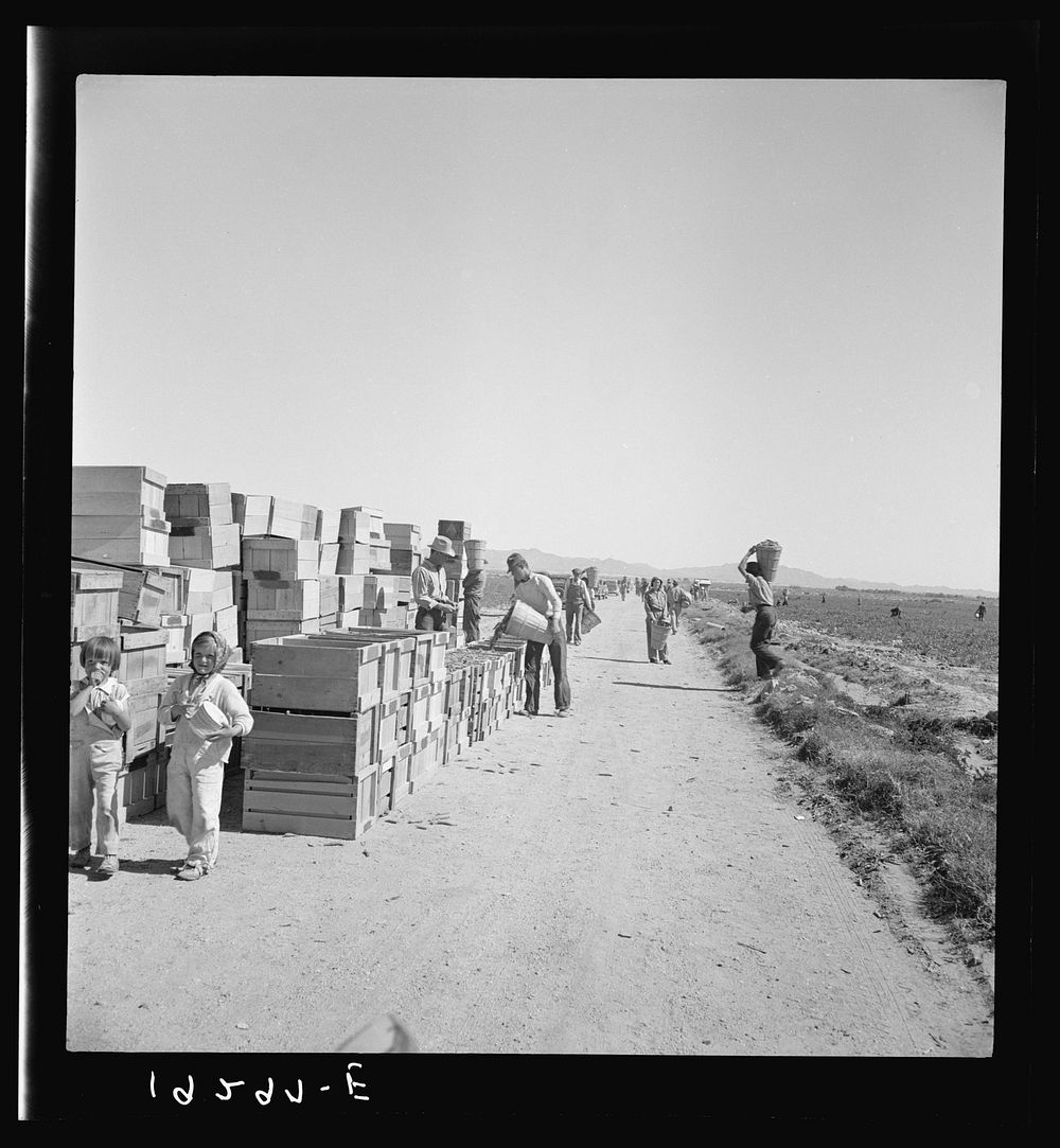 [Untitled photo, possibly related to: Pea harvest. Large-scale industrialized agriculture on Sinclair Ranch. Imperial…