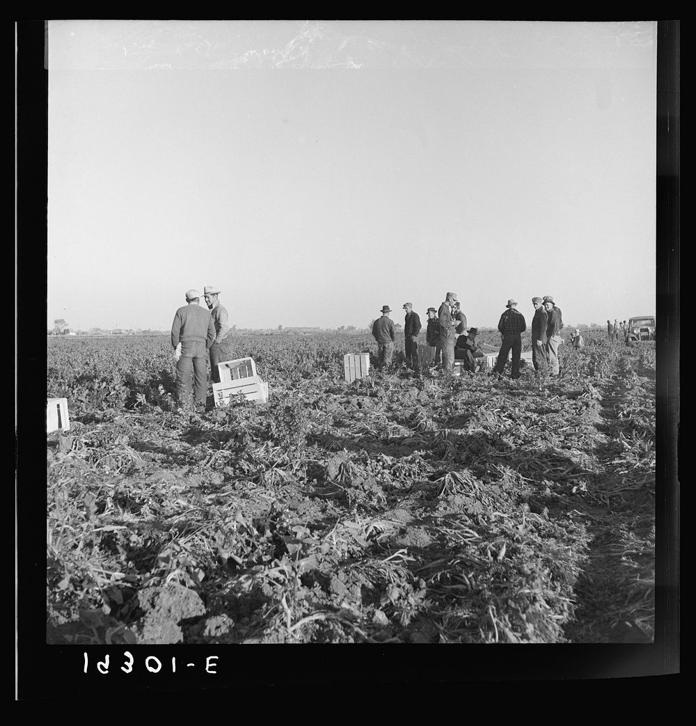 [Untitled photo, possibly related to: Migratory field workers at 5 a.m. waiting in the carrot field to hold a place to work…