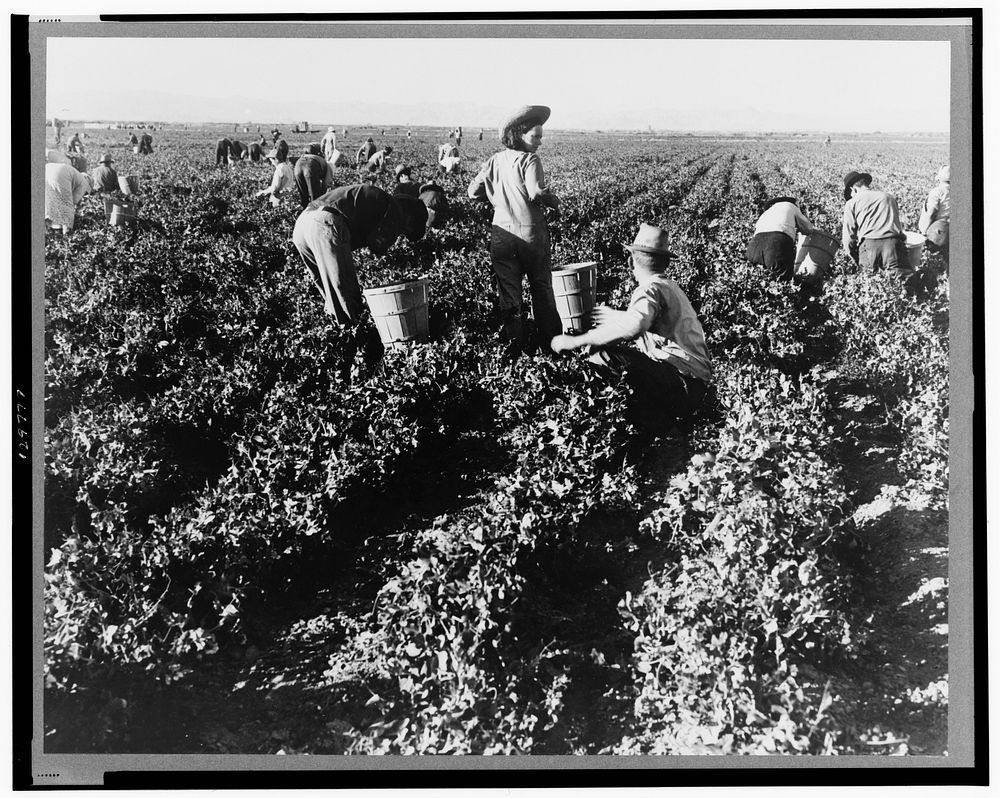 Pea pickers. California. Sourced from the Library of Congress.