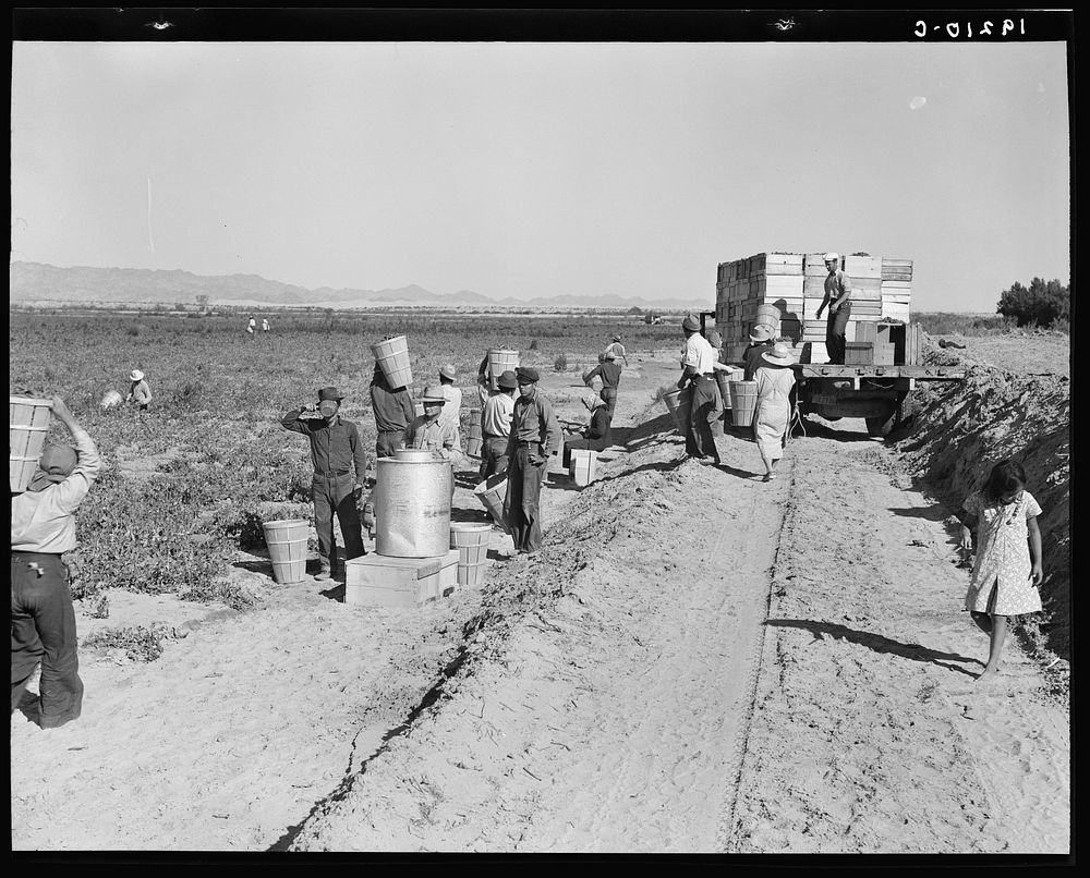 Near Calipatria. Five hundred pea pickers in field of large-scale Sinclair Ranch newly planted to peas. California. Sourced…