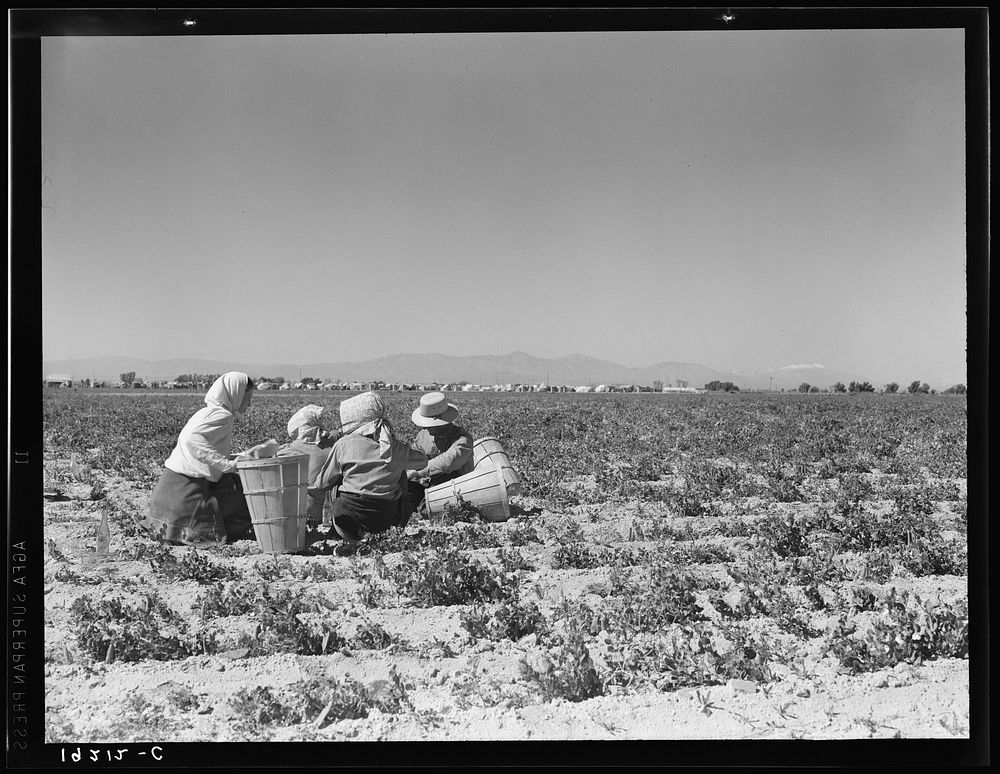 Lunchtime in the field. Camp in background. Near Calipatria, California. Pea fields. Sourced from the Library of Congress.