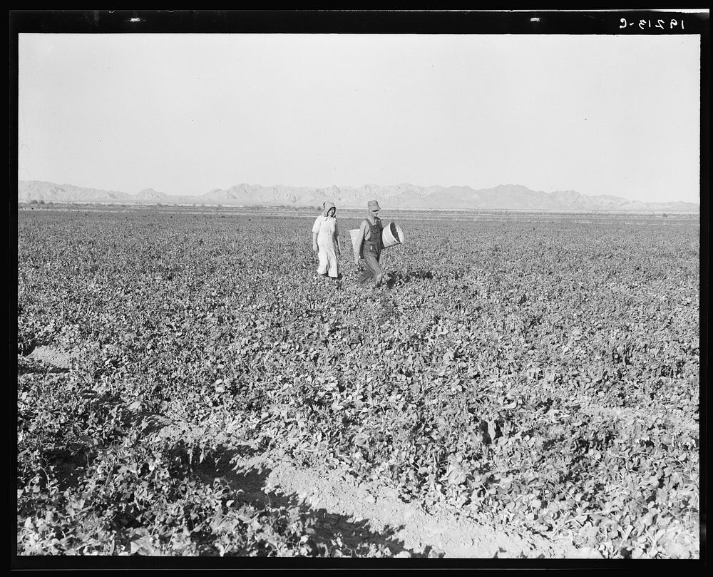 End of the day. Near Calipatria, California. Pea fields. Sourced from the Library of Congress.