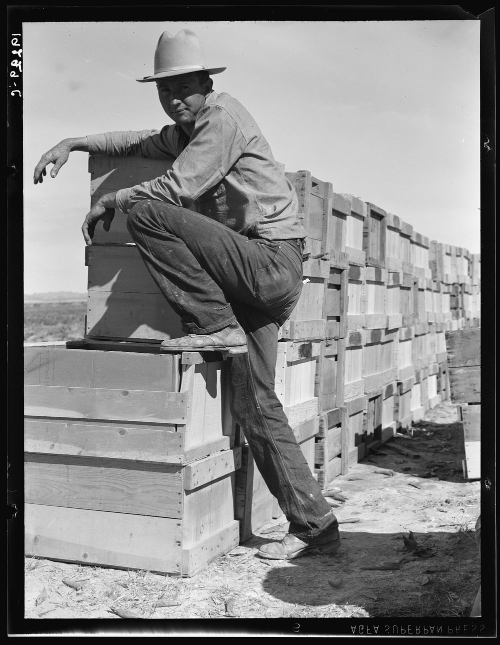 [Untitled photo, possibly related to: Pea harvest. Large-scale industrialized agriculture on Sinclair Ranch. Imperial…