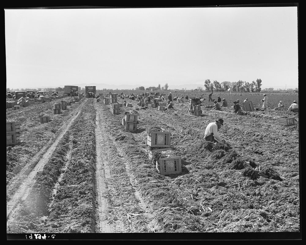 Large-scale agricultural gang labor, Mexicans and whites from the Southwest pull, clean, tie and crate carrots for the…