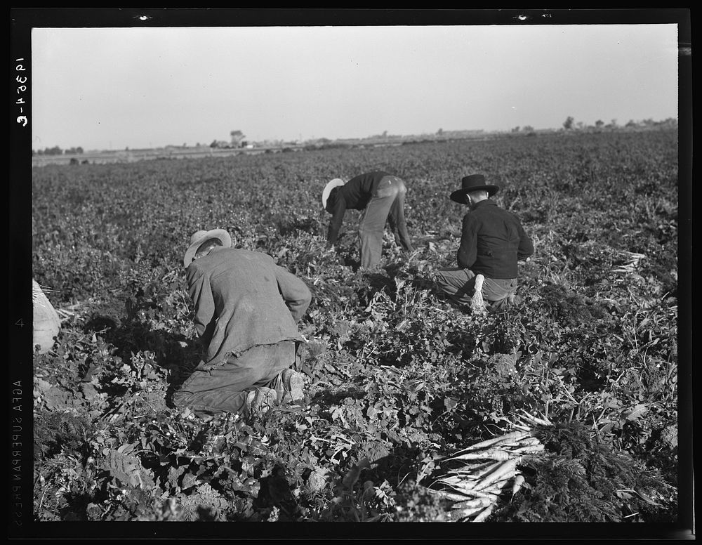 Migratory field worker pulling carrots. Imperial Valley, California. Sourced from the Library of Congress.