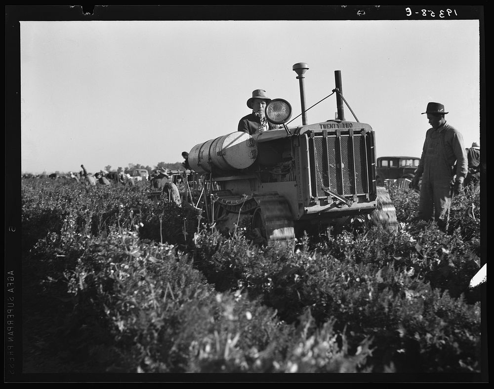 [Untitled photo, possibly related to: Carrot digger. Imperial Valley, California]. Sourced from the Library of Congress.