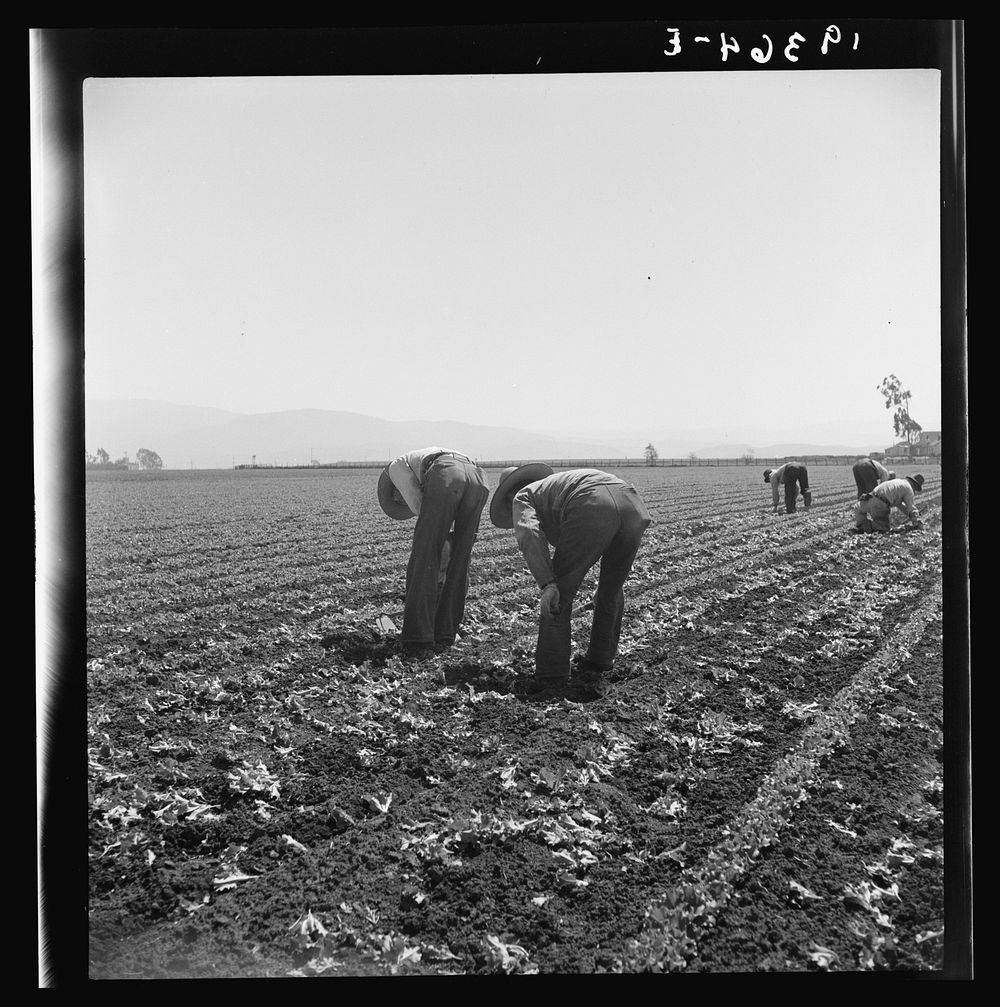 [Untitled photo, possibly related to: Gang of Filipino boys thinning lettuce. Salinas Valley, California]. Sourced from the…